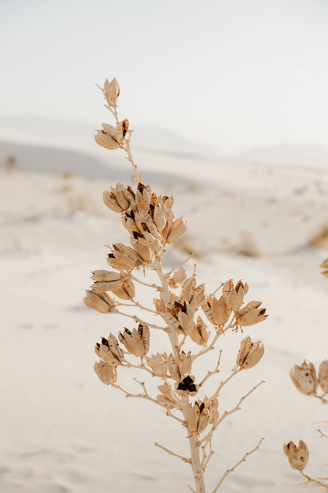 detail shot of a stunning desert elopement