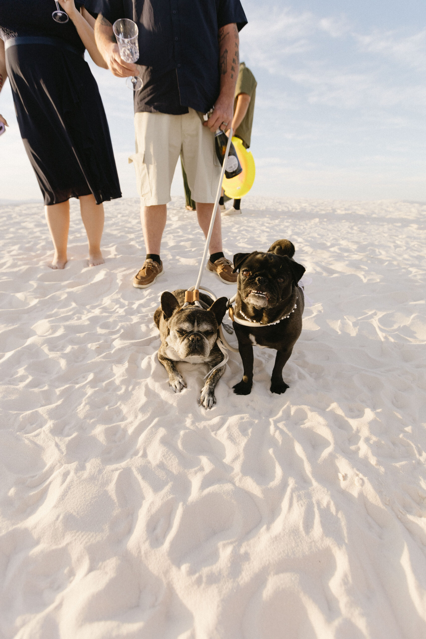 beautiful bride and groom pose together with their dogs after their dreamy elopement