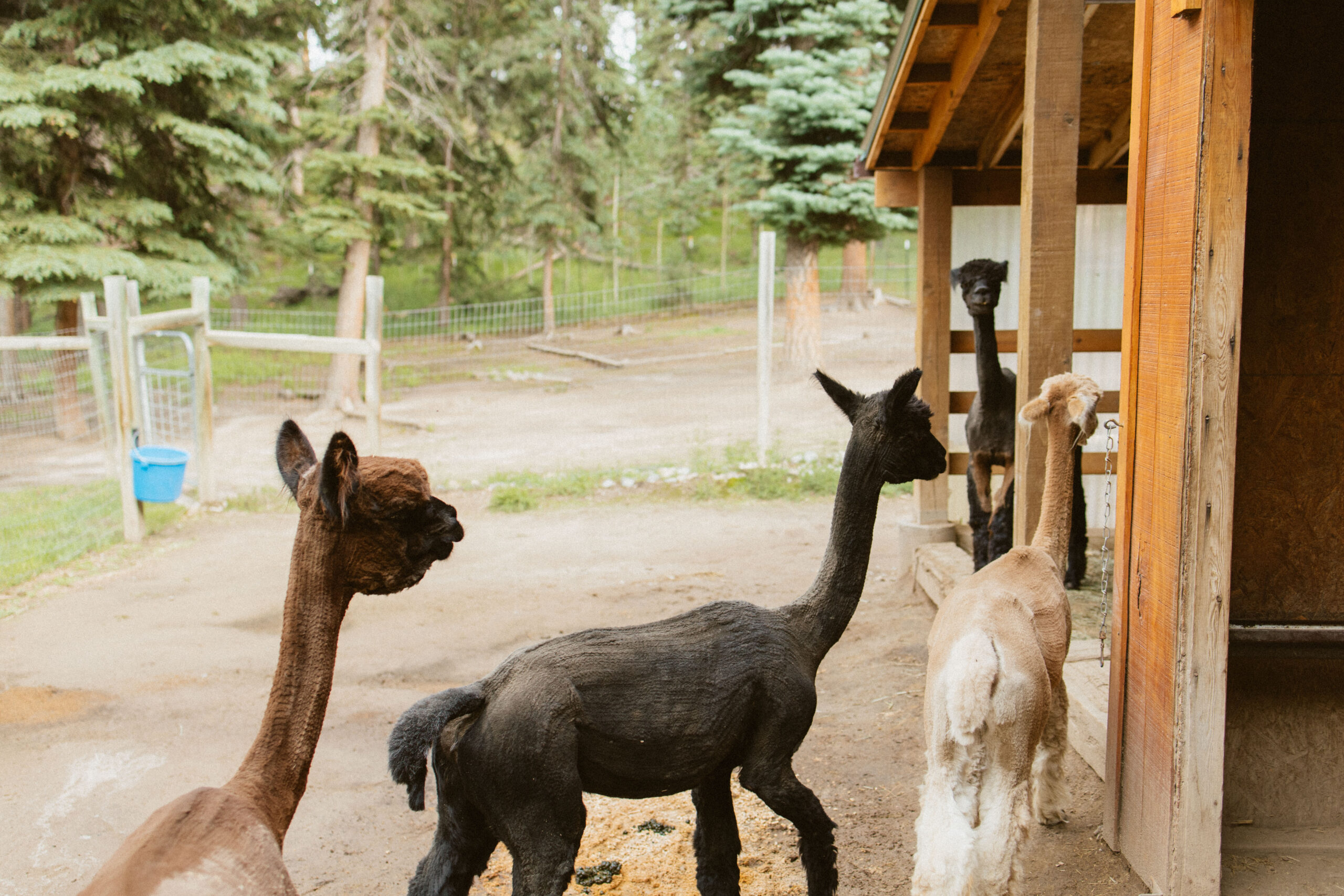 unconventional elopement inspiration from New Mexico!