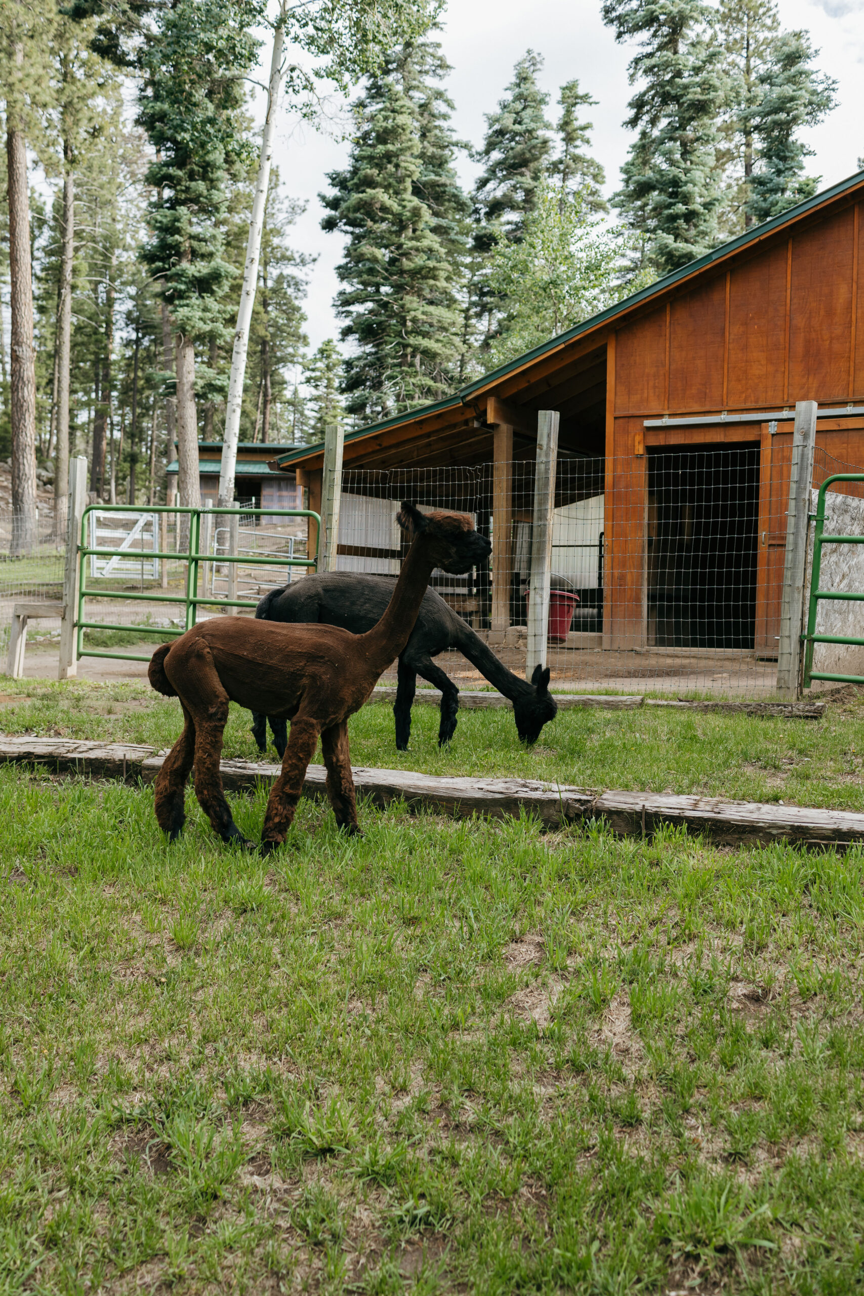 unconventional elopement inspiration from New Mexico!