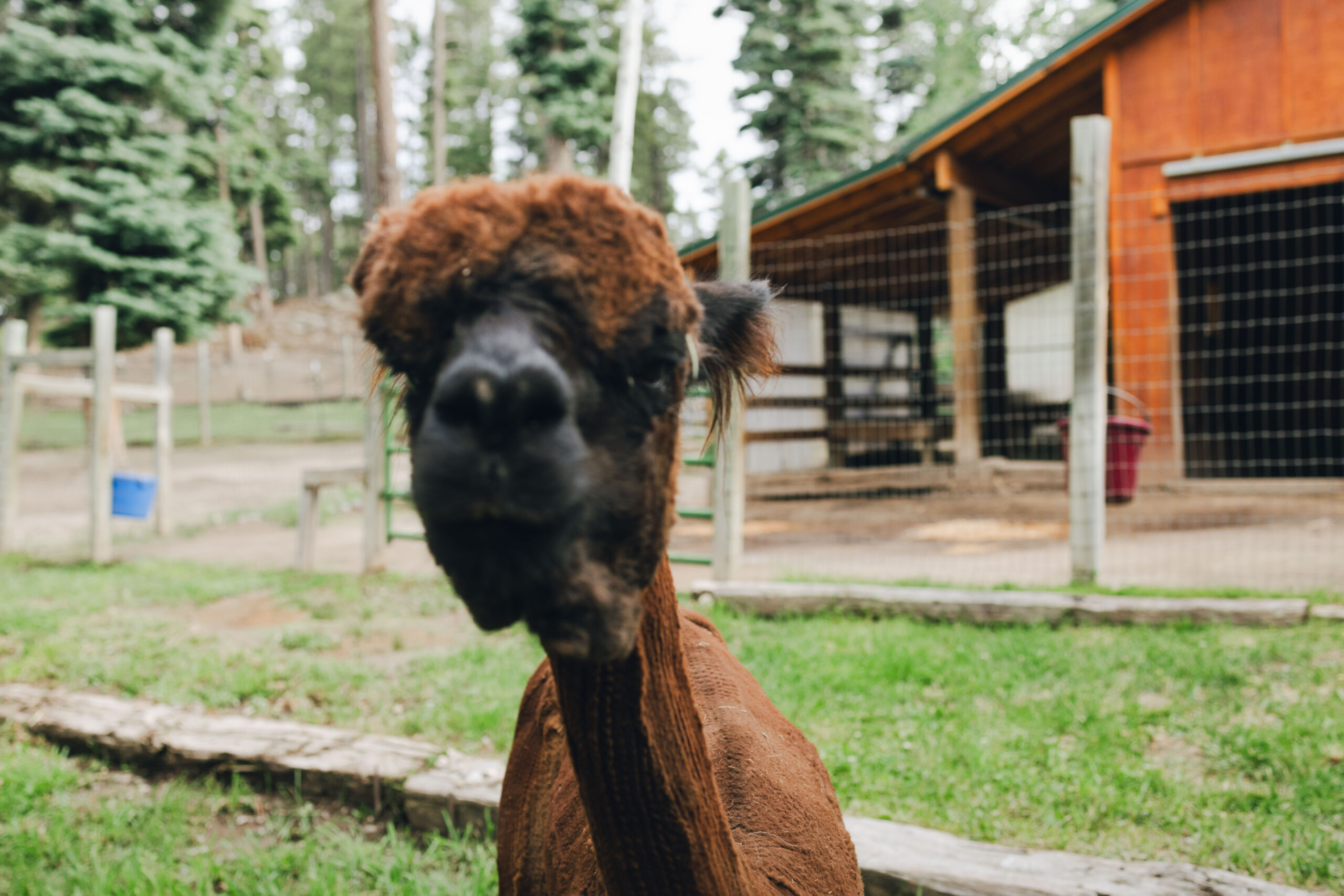 unconventional elopement inspiration from New Mexico!